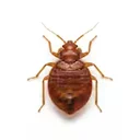 Bed bugs