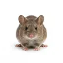 Mice