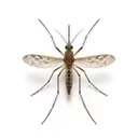 Mosquitoes