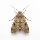 Moths