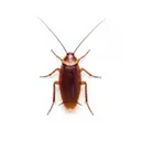 Roaches