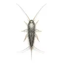 Silverfish