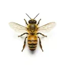 Wasps